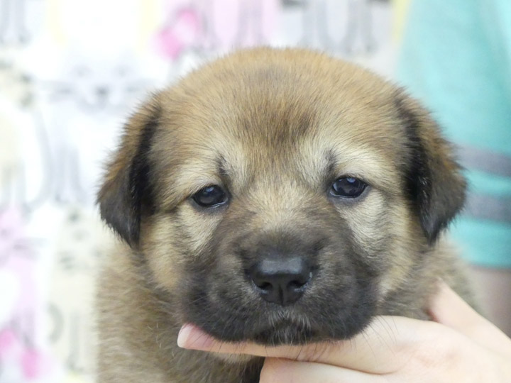 chinook puppy